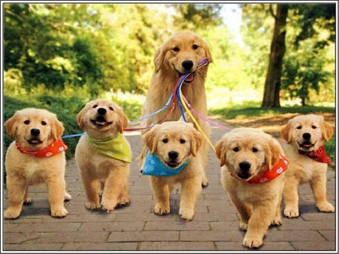 Domestic Animal Business Moira Shire Domestic Animal Business Moira Shire