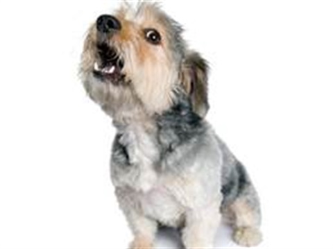 Barking Dogs Moira Shire Barking Dogs Moira Shire