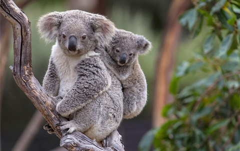 Koala.jpg