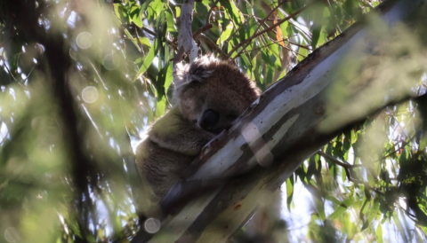 Our Council - Forms and Applications - Wildlife & Native Vegetation.png