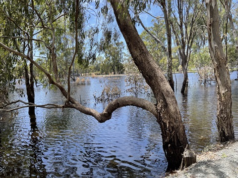 Barmah Floods October 2022 (6).jpg