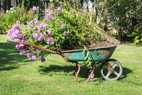 garden-wheelbarrow-full-phloxes-garden_91908-239.jpg
