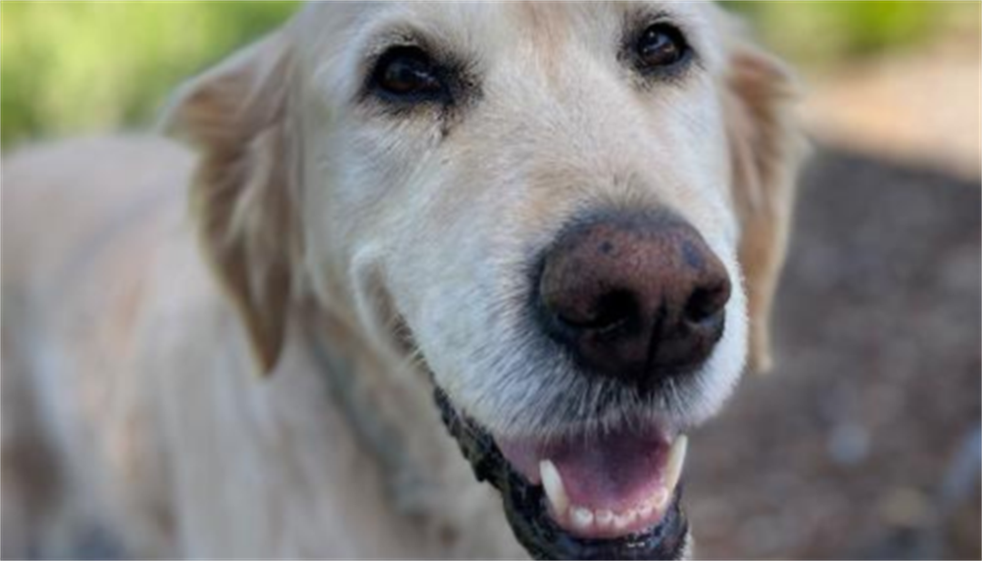 Pet adoption Moira Shire