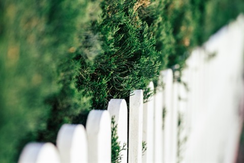fence.jpg