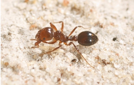 Red Imported Fire Ant.