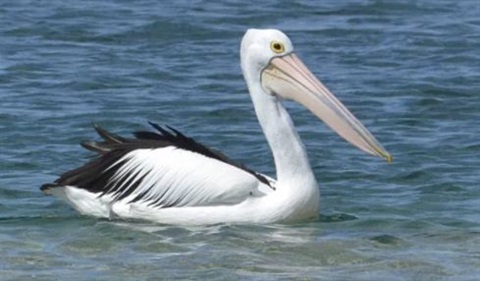 pelican2.JPG