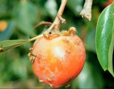 Affected fruit from fruit fly.JPG