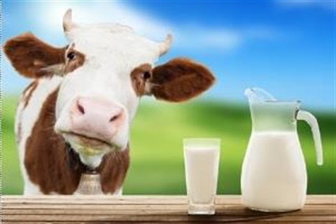 cow milk.JPG