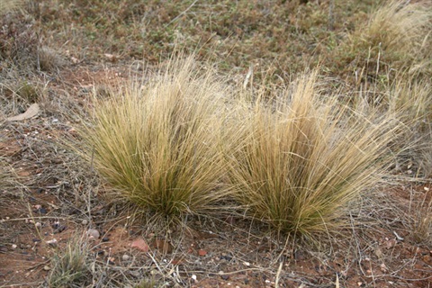 serrated tussock.jpg