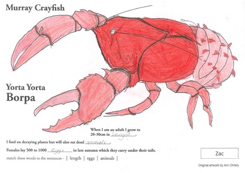 Crayfish