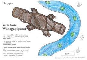 Platypus pic2