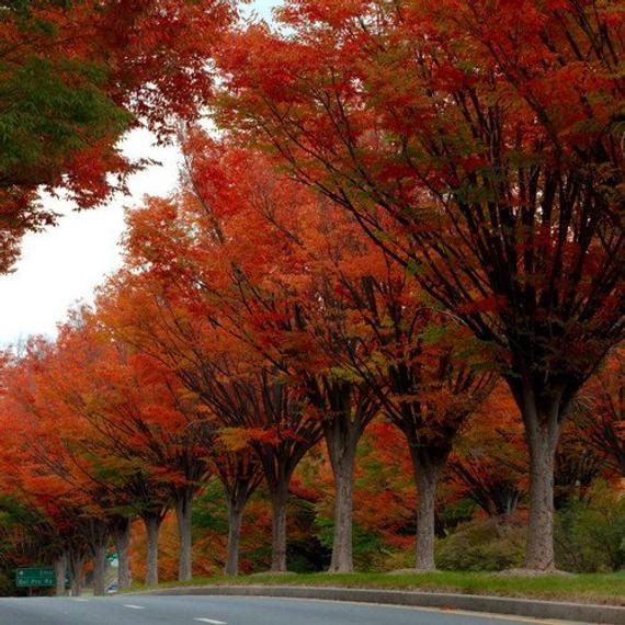Avenue of Japanese Zelkova serrata Musashino.jpg