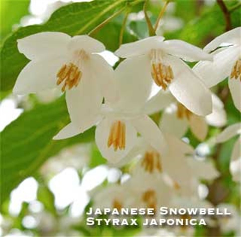 Snowbell Flower.jpg