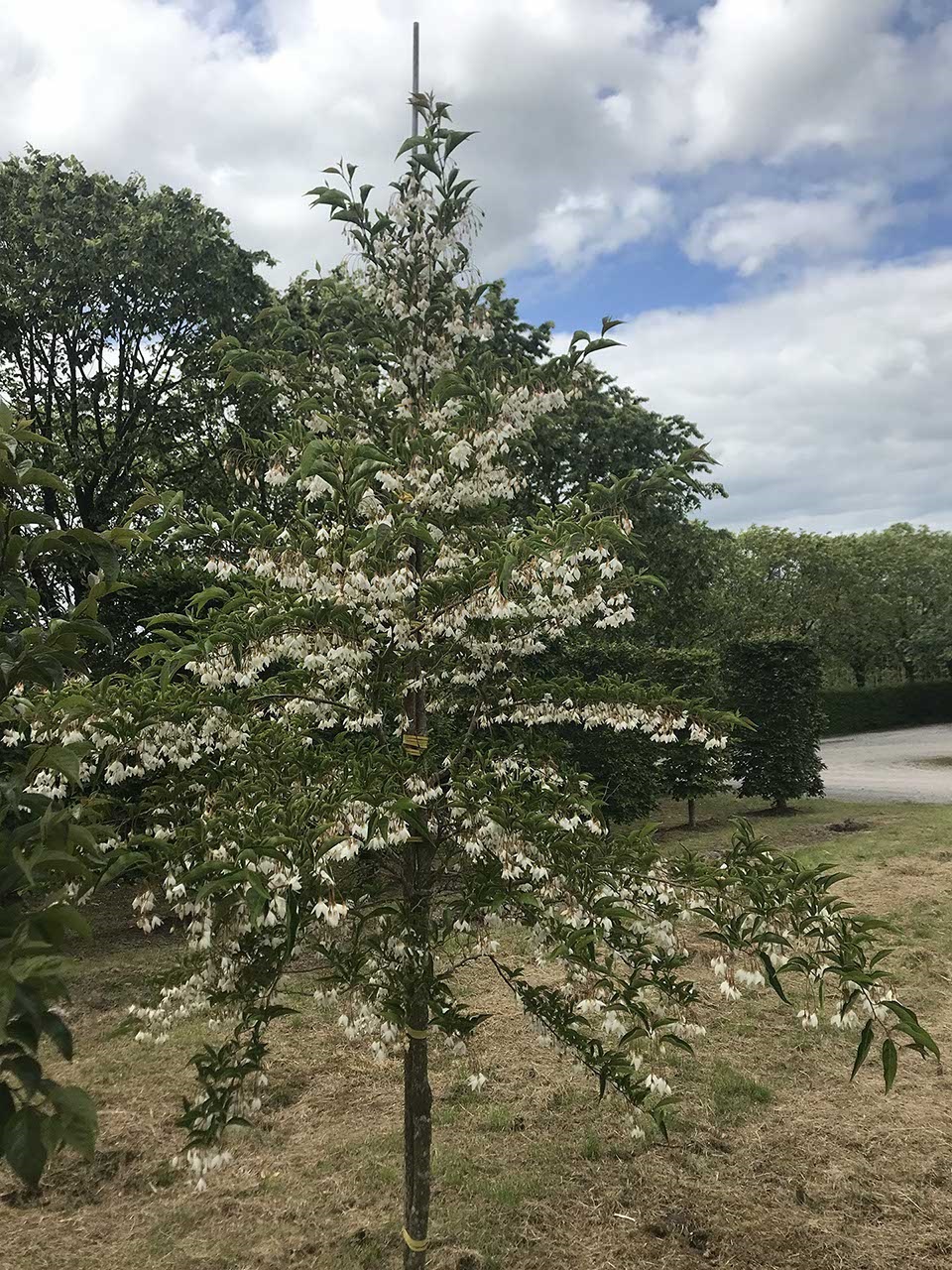 styrax-japonica-snowbell.jpeg