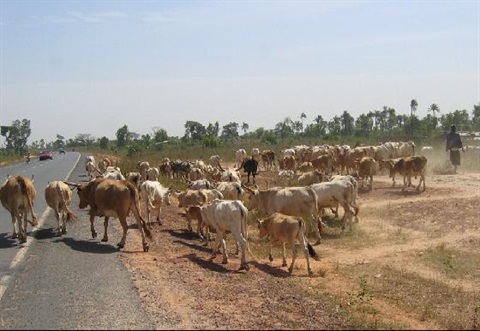 1917205-crossing_cows-The_Gambia.jpg