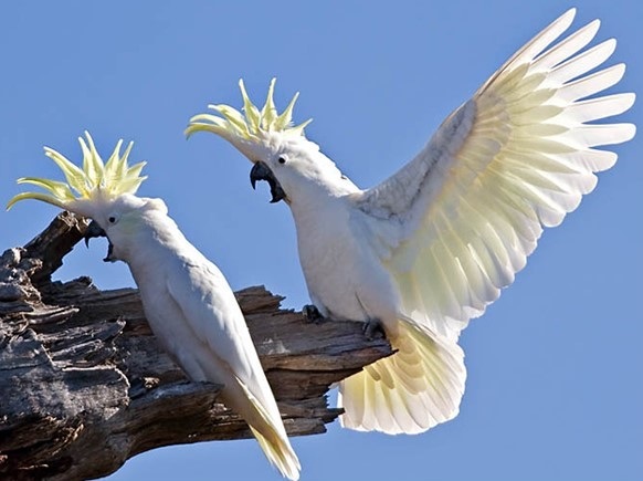 Cockatoo.jpg