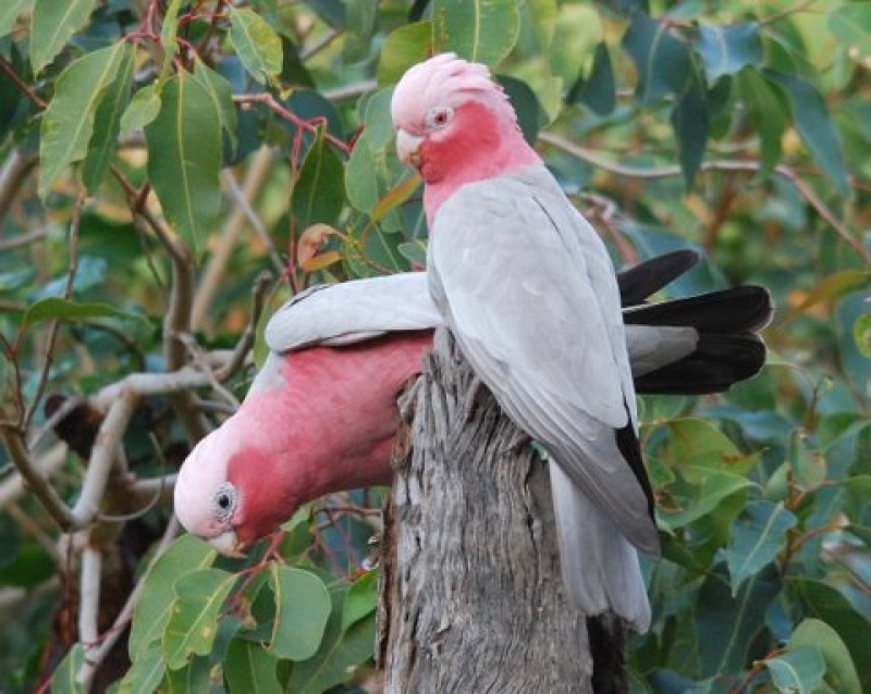 Galah.jpg