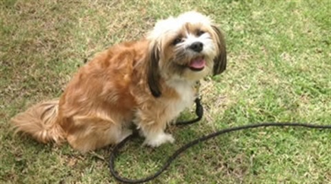 Dogs on/off leash Moira Shire Dogs on/off leash Moira Shire