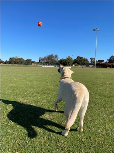 Dog catching ball