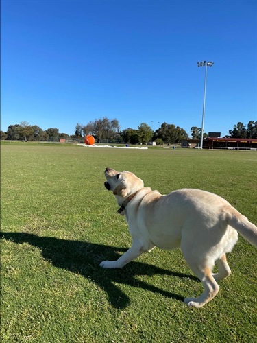 Dog catching ball