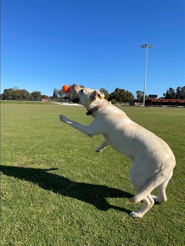 Dog catching ball