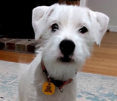 small-dog-1.jpg