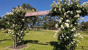 Numurkah-Louis-Hamon-Park-Rose.jpeg