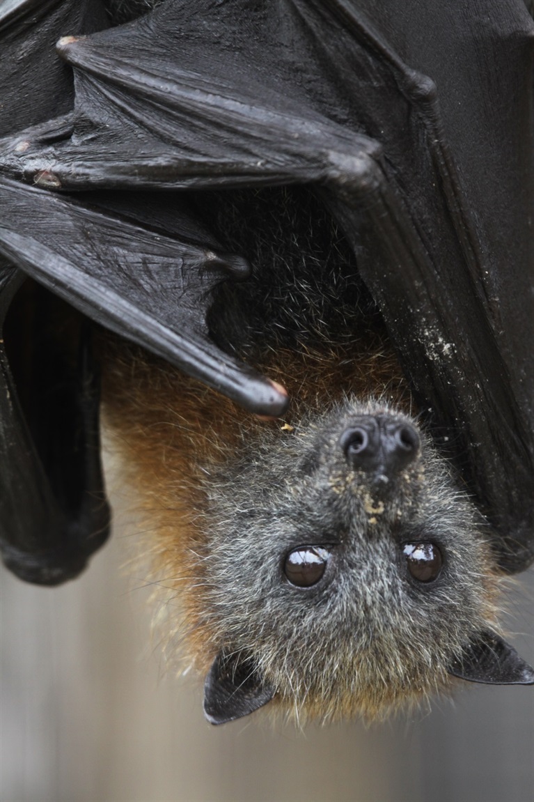 Grey headed flying fox Kyabram Vic August 2013 SW.JPG