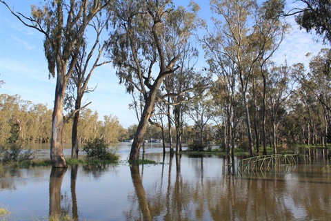 Cobram-October-2022-Flood.jpg