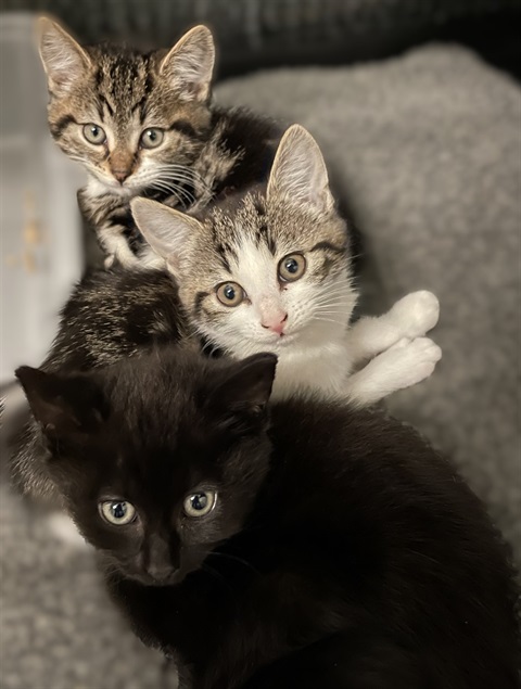 Cat adoption drive - Image 1.jpeg