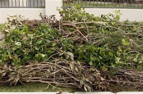 green_waste_1_1.jpg