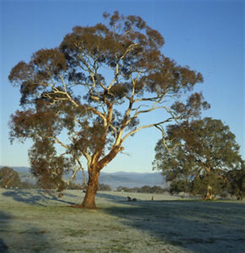 Species-list-Rural-Tree-Scheme-2025 2.jpeg