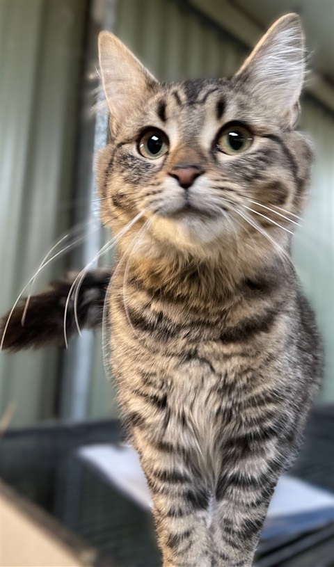 kitten.jpeg
